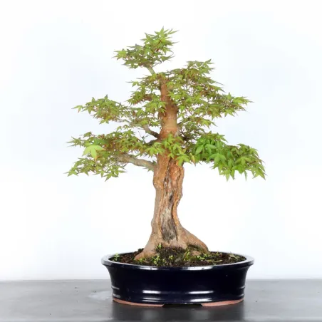 JAPANESE MAPLE "ACER PALMATUM" 3-20