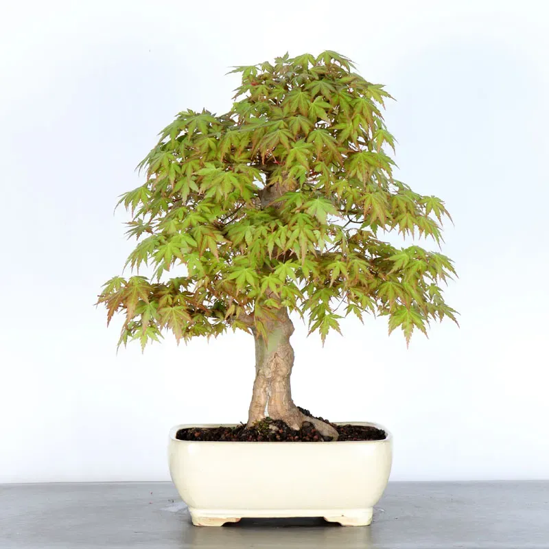 ERABLE DU JAPON "ACER PALMATUM" 3-18