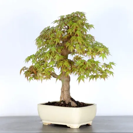 image supplémentaire - JAPANESE MAPLE "ACER...