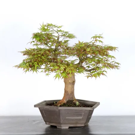 JAPANESE MAPLE "ACER PALMATUM" 3-15