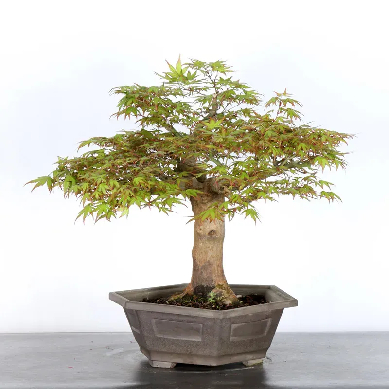 image supplémentaire - ERABLE DU JAPON "ACER...