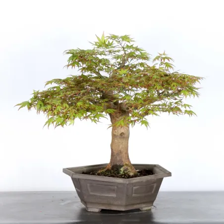 image supplémentaire - ERABLE DU JAPON "ACER...