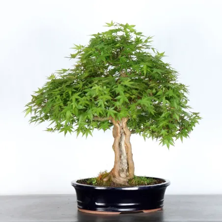 JAPANESE MAPLE "ACER PALMATUM" 1-17