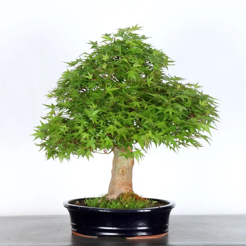 image supplémentaire - ERABLE DU JAPON "ACER...