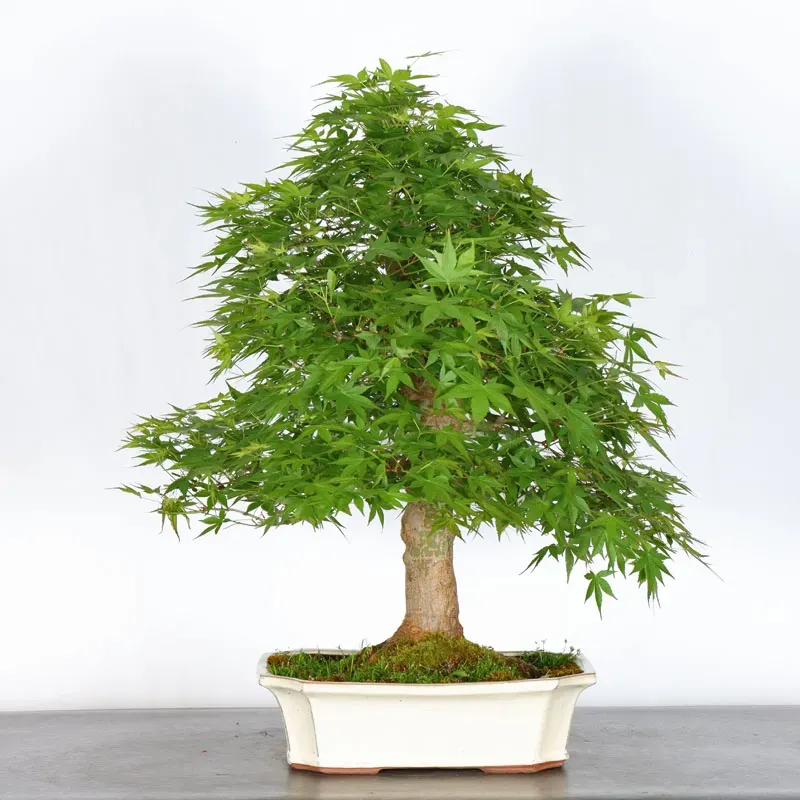 ERABLE DU JAPON "ACER PALMATUM" 3-10