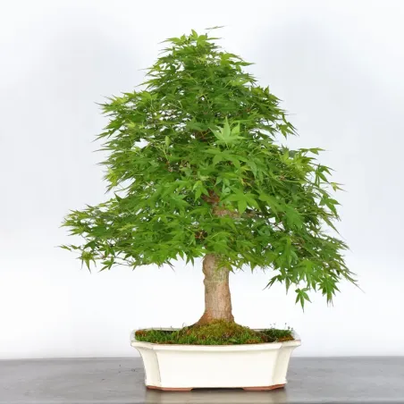 ERABLE DU JAPON "ACER PALMATUM" 3-10