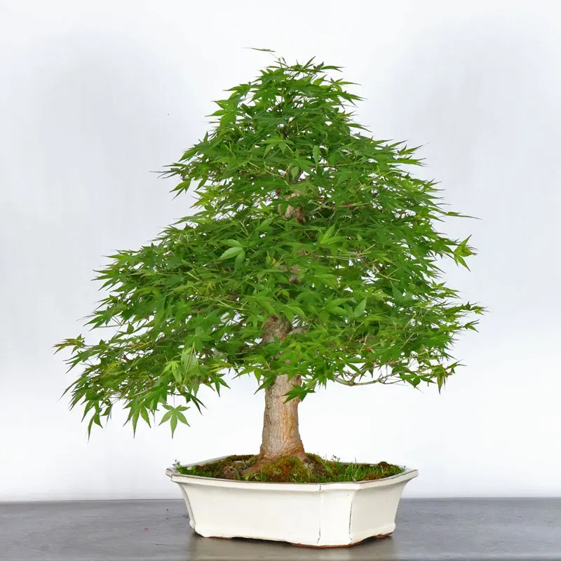 image supplémentaire - ERABLE DU JAPON "ACER...