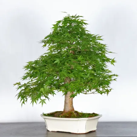 image supplémentaire - ERABLE DU JAPON "ACER...