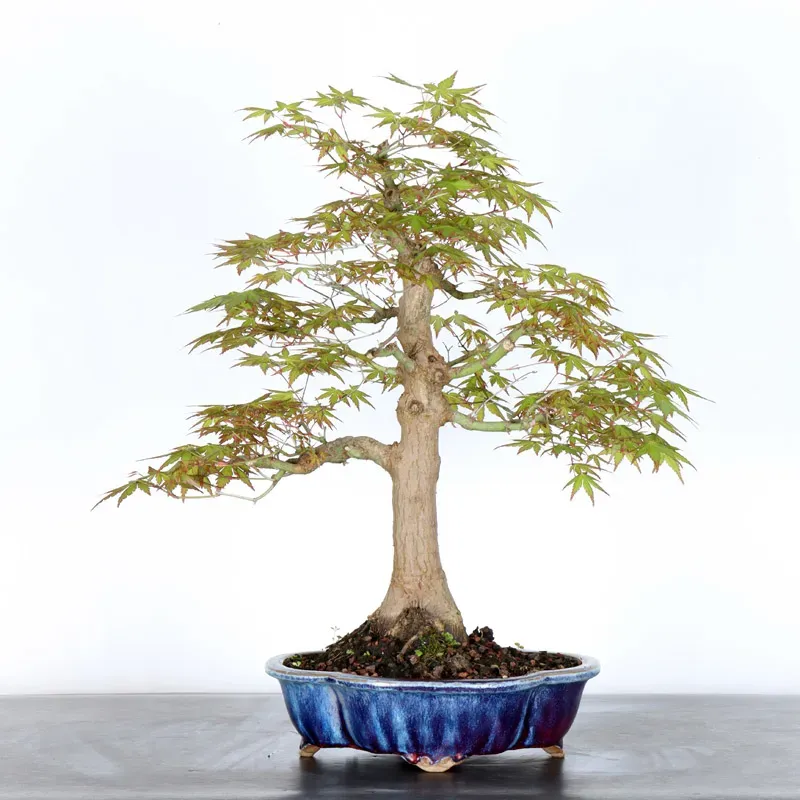 ERABLE DU JAPON "ACER PALMATUM" 2-23