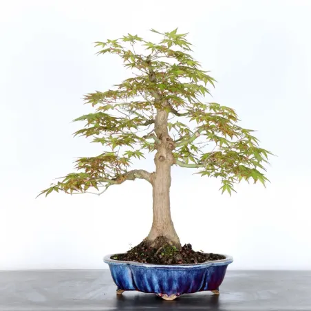 JAPANESE MAPLE "ACER PALMATUM" 2-23