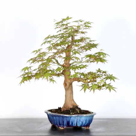 image supplémentaire - JAPANESE MAPLE "ACER...