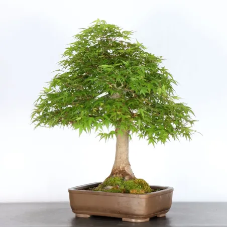 image supplémentaire - JAPANESE MAPLE "ACER...