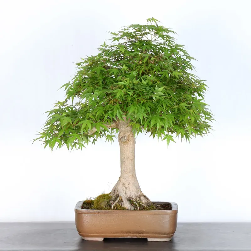 Bonsai Acer Palmatum AP-4-13