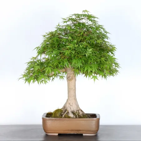 Bonsai Acer Palmatum AP-4-13
