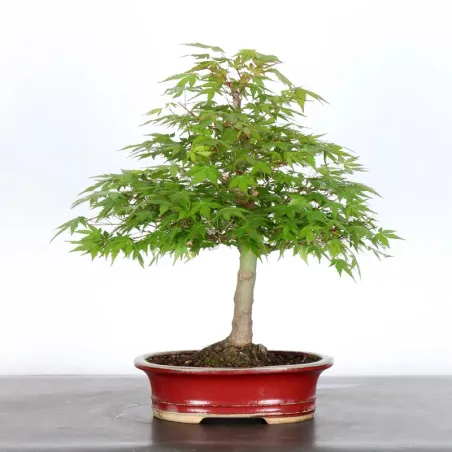 Bonsai Acer Palatum AP-2-16