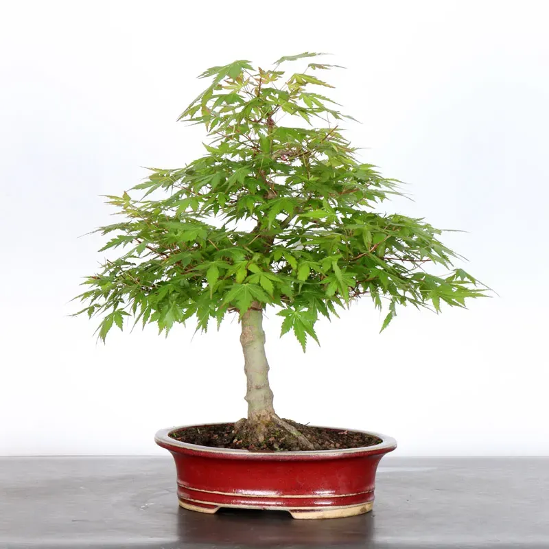 image supplémentaire - JAPANESE MAPLE "ACER...