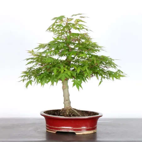 image supplémentaire - ERABLE DU JAPON "ACER...