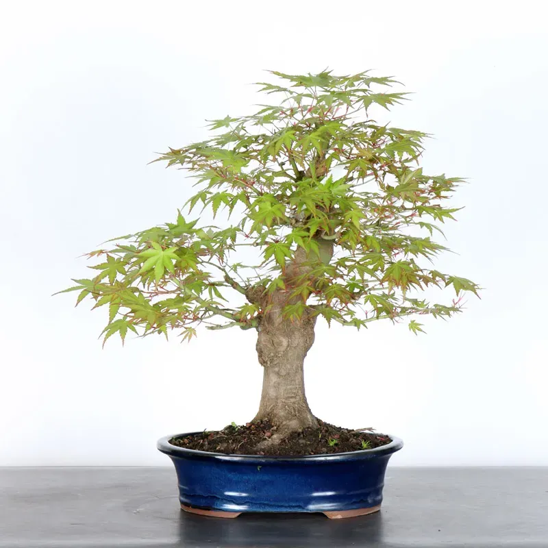 ERABLE DU JAPON "ACER PALMATUM" 2-22