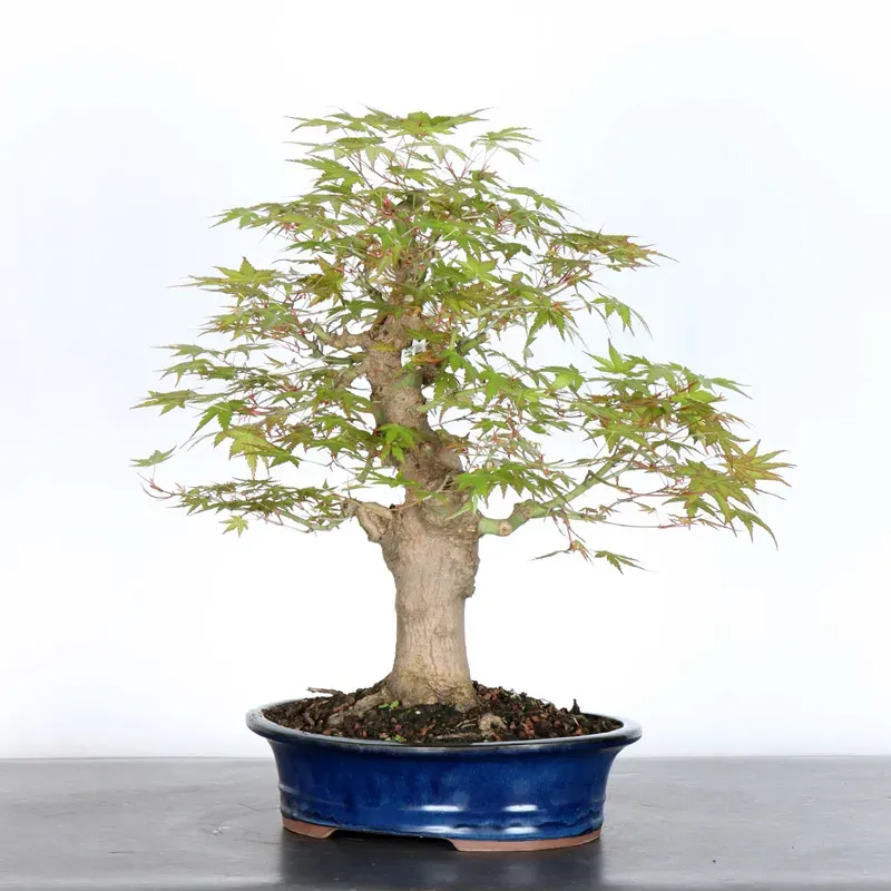 image supplémentaire - ERABLE DU JAPON "ACER...