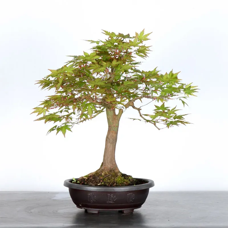ERABLE DU JAPON "ACER PALMATUM" 3-11