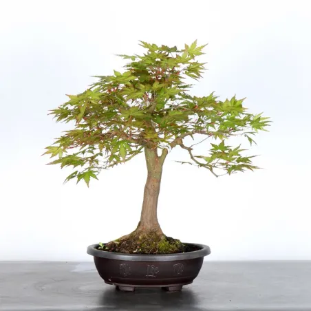ERABLE DU JAPON "ACER PALMATUM" 3-11