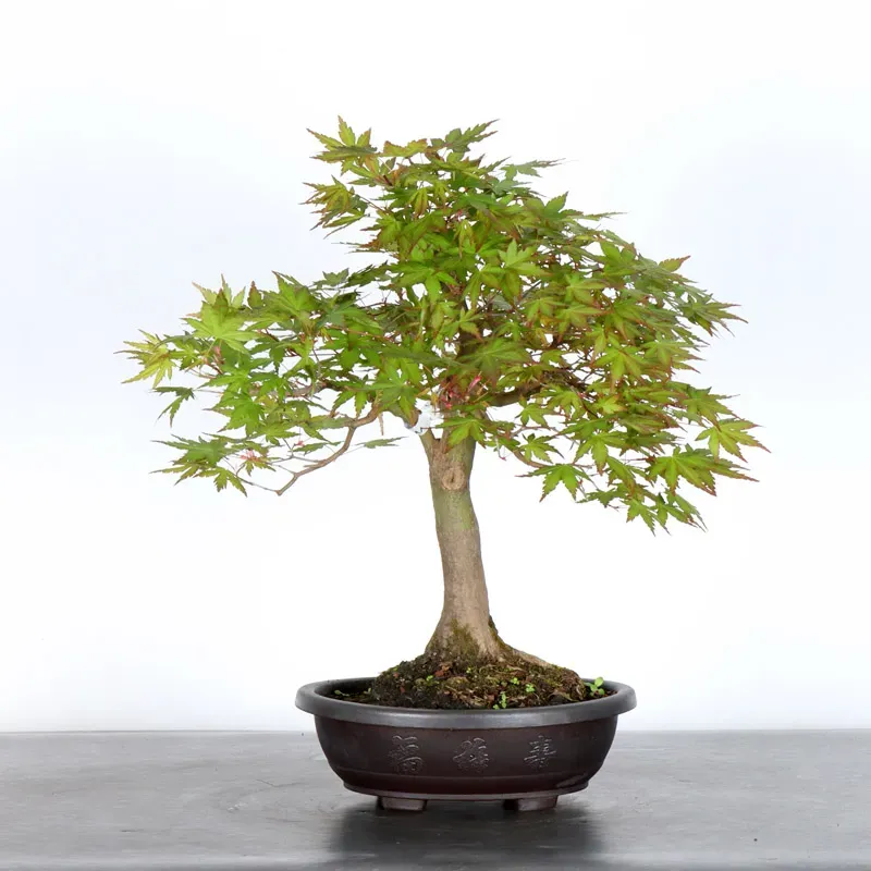 image supplémentaire - ERABLE DU JAPON "ACER...