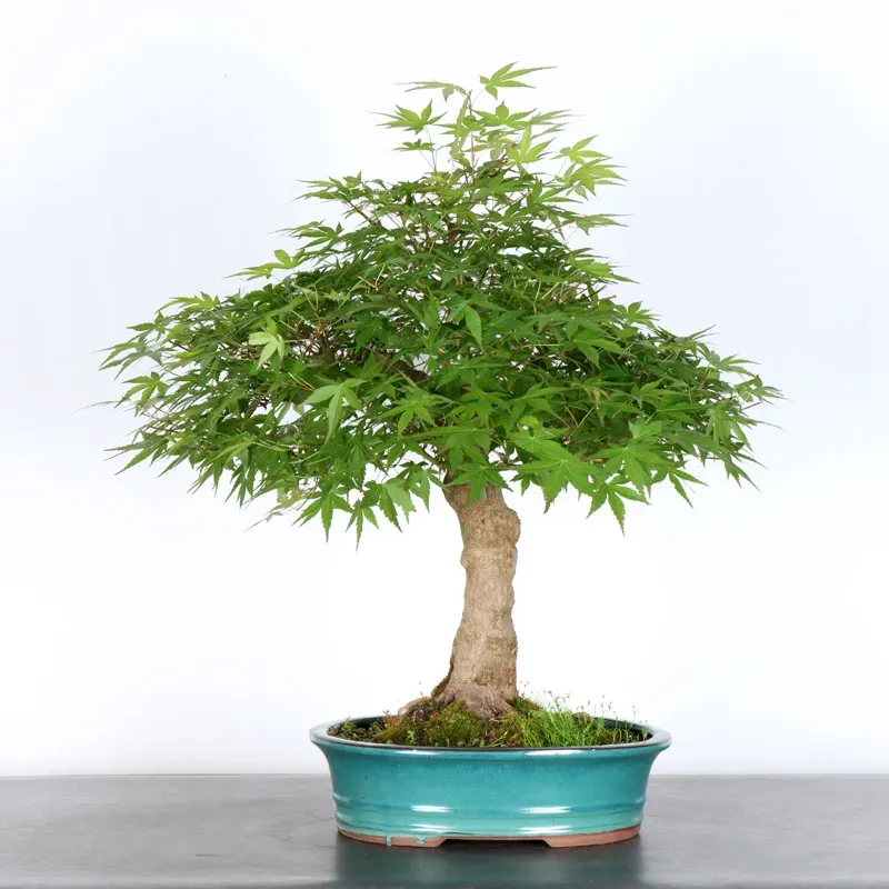 ERABLE DU JAPON "ACER PALMATUM" 2-25