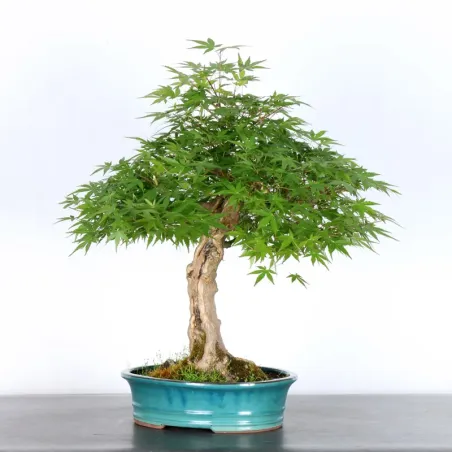 image supplémentaire - JAPANESE MAPLE "ACER...