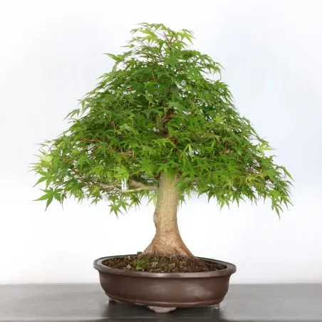 image supplémentaire - JAPANESE MAPLE "ACER...