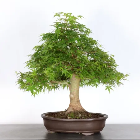 Bonsai Acer Palmatum AP-4-14