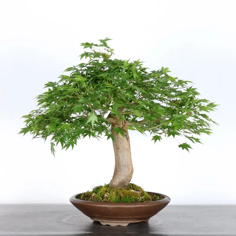 image supplémentaire - ERABLE DU JAPON "ACER...