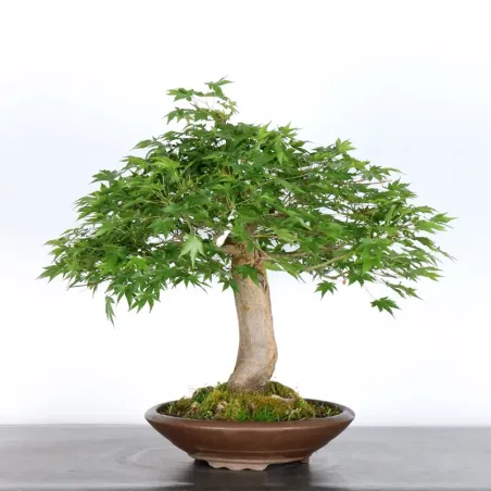 image supplémentaire - JAPANESE MAPLE "ACER...