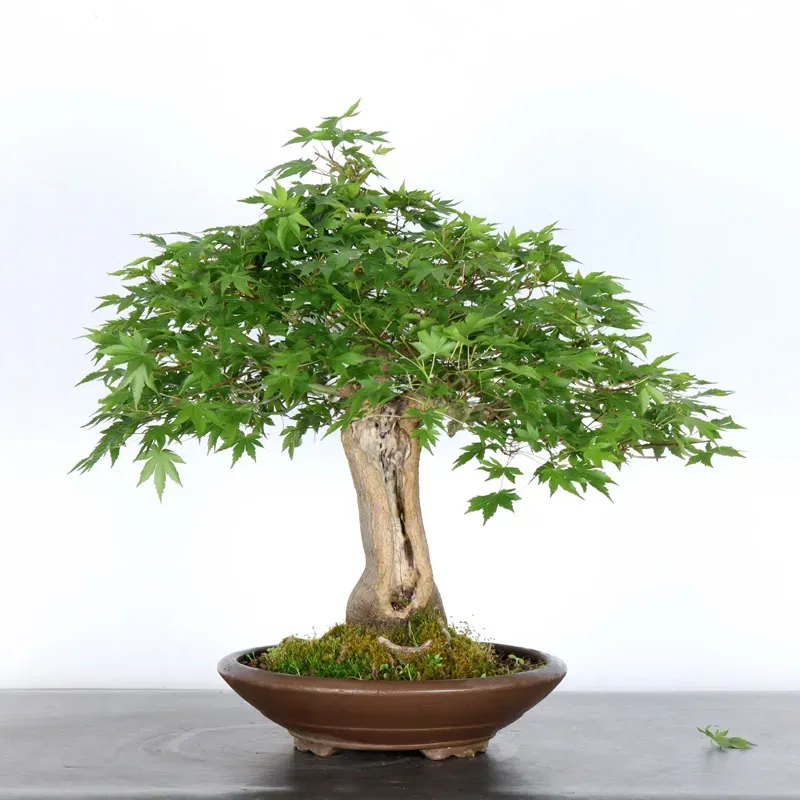 ERABLE DU JAPON "ACER PALMATUM" 2-26
