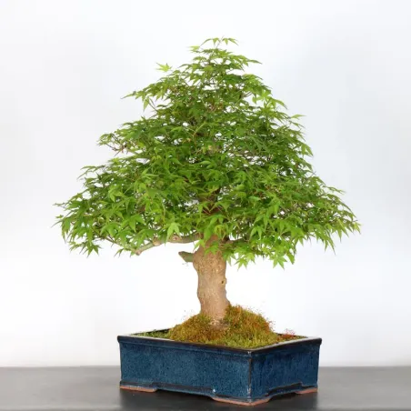 image supplémentaire - JAPANESE MAPLE "ACER...