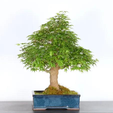 JAPANESE MAPLE "ACER PALMATUM" 4-17