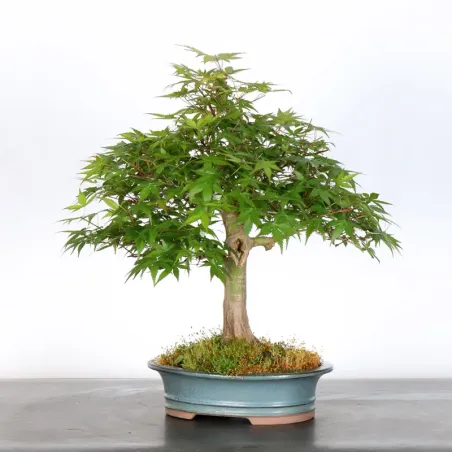 image supplémentaire - JAPANESE MAPLE "ACER...