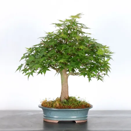 Bonsai Acer Palmatum AP-2-3