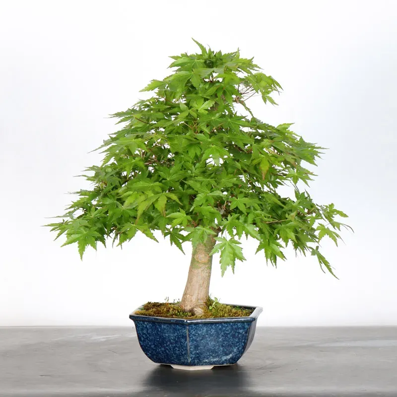 image supplémentaire - ERABLE DU JAPON "ACER...