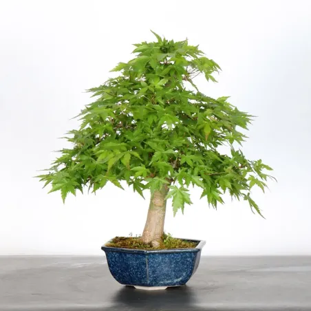 image supplémentaire - ERABLE DU JAPON "ACER...