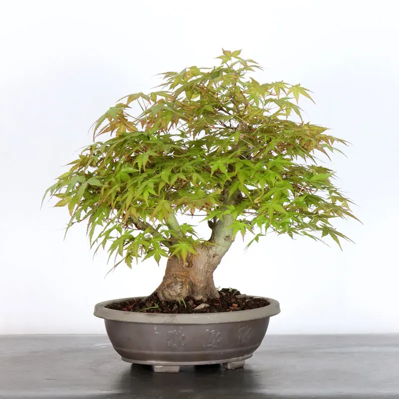 image supplémentaire - ERABLE DU JAPON "ACER...