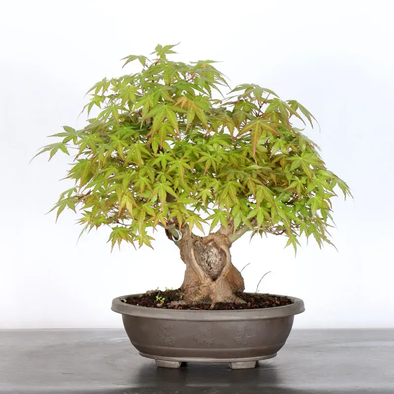 JAPANESE MAPLE "ACER PALMATUM" 2-20