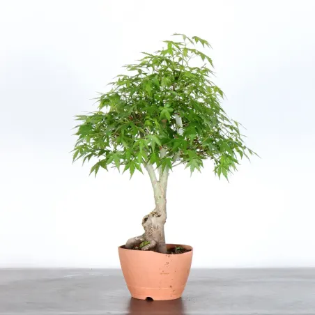 Bonsai Acer Palmatum AP-1-13