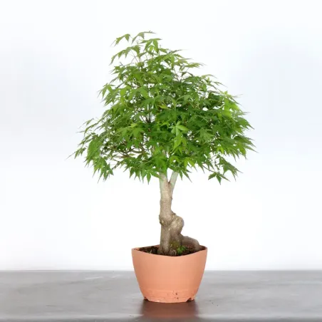 image supplémentaire - ERABLE DU JAPON "ACER...