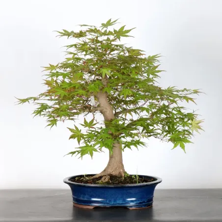 Bonsai Acer Palmatum AP-2-4