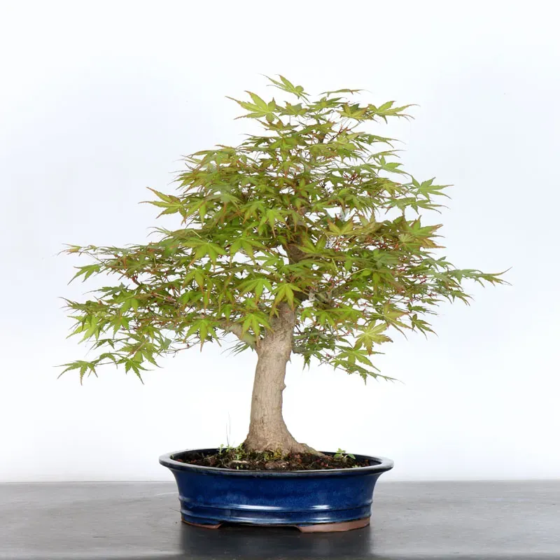 image supplémentaire - ERABLE DU JAPON "ACER...