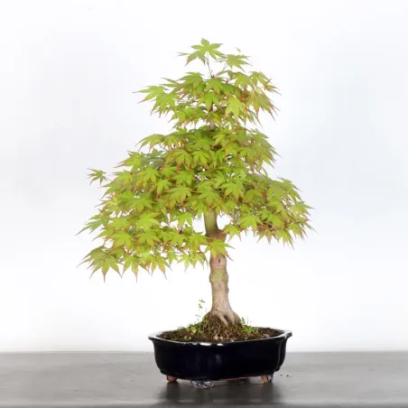 Bonsai Acer Palmatum AP-2-12