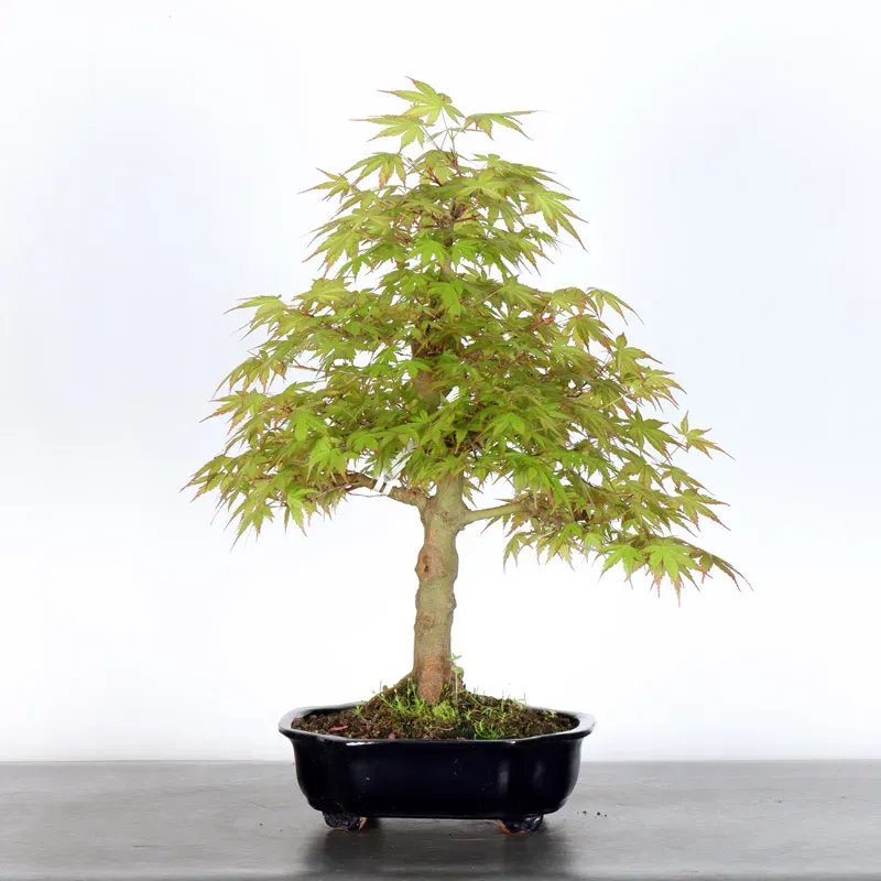image supplémentaire - ERABLE DU JAPON "ACER...