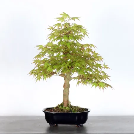 image supplémentaire - JAPANESE MAPLE "ACER...