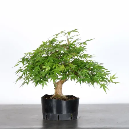 image supplémentaire - ERABLE DU JAPON "ACER...