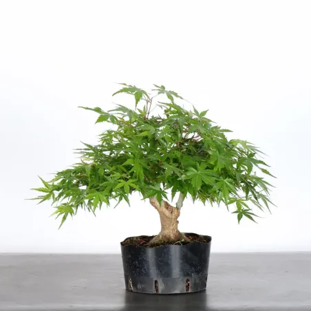 Bonsai Acer Palmatum AP-1-10